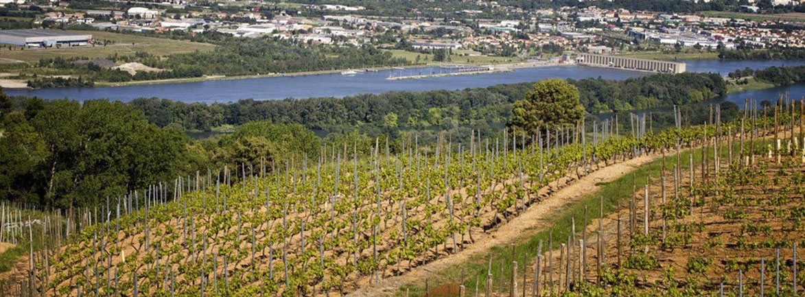 Photo GR.APP&CO : vignes de la Vallee du Rhone