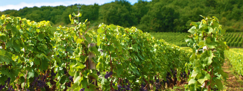 Typical red wine vineyard in France